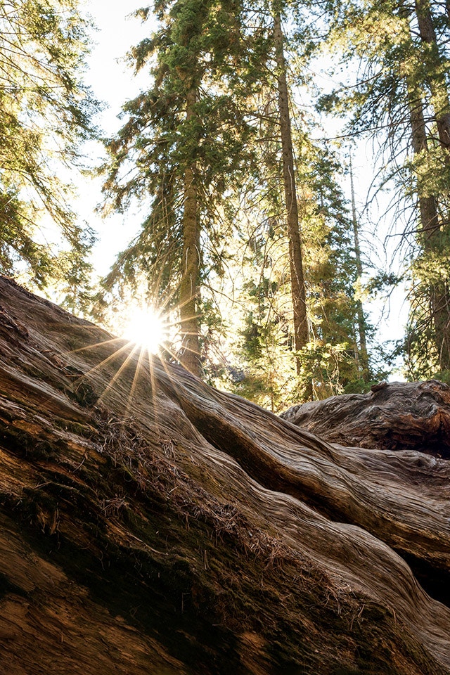 Ein Bild von einem Waldstück in dem die Sonne durchscheint.
