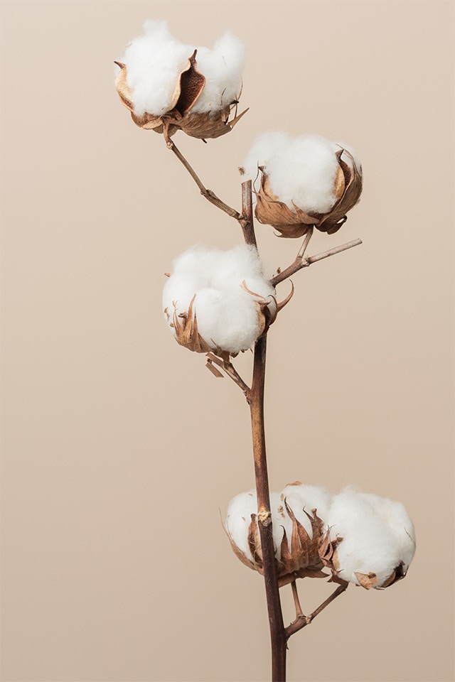The picture shows a cotton branch with the typical white cotton fluff.