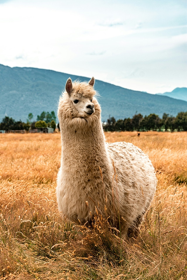 The picture shows a close-up of a very hairy alpaca. It is orphaned on the alpaca wool.