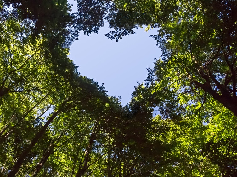 Wald mit Herz