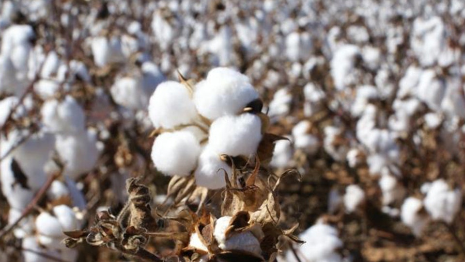 World Cotton Day | Seidensticker